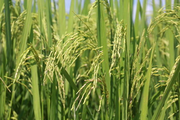  Close up of green paddy rice. Green ear of rice in paddy rice field 