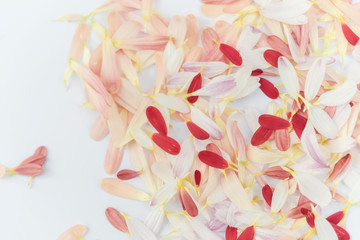 flower petals isolated on white background