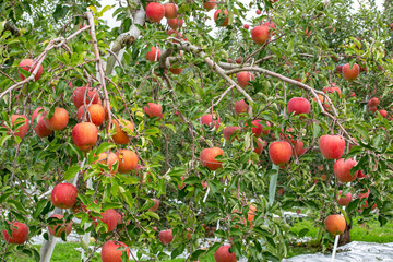 Delicious fuji apples in Japanese orchard.