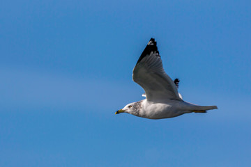 Seagull Overhead