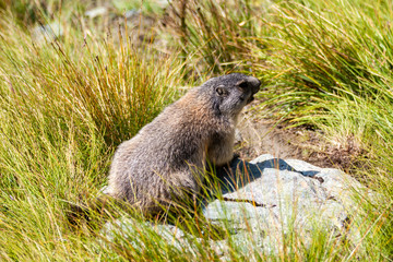 Murneltier in der Wildniss