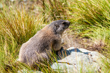 Murmeltier in den Alpen