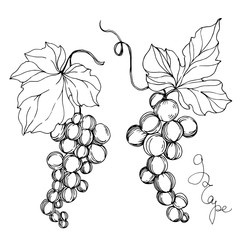 Vector Grape berry healthy food. Black and white engraved ink art. Isolated grapes illustration element.