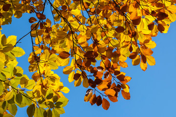 Zweig einer Buche (Fagus), Herbst