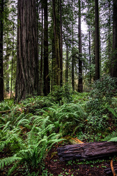 Ferns and Redwoods © kellyvandellen
