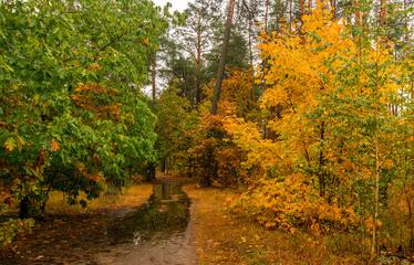 Fototapeta na wymiar Forest. It's raining. Trees are reflected in puddles. Autumn weather. Damp.