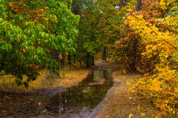 Fototapeta na wymiar Forest. Walk in nature. Autumn. The leaves begin to fall. Autumn colors.