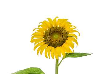 Flowers of sunflower isolated on white background Seeds and oil Lay flat, top view
