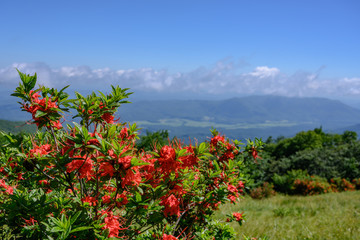 Flame Azalea Bloom on Gregory Bald