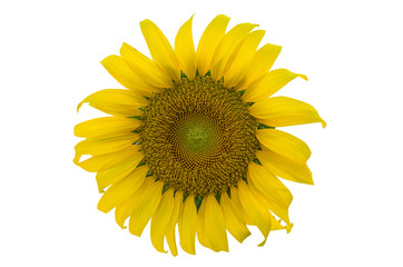Fototapeta premium Flowers of sunflower isolated on white background Seeds and oil Lay flat, top view
