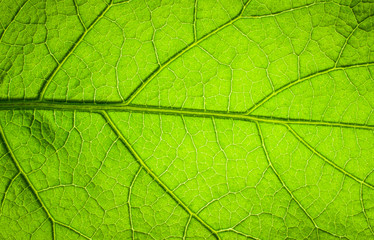 Naklejka na ściany i meble Leaf texture pattern for spring background, texture of green leaves