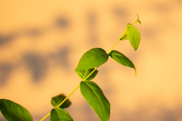 Leaf tops, Photos of top leaves, cool