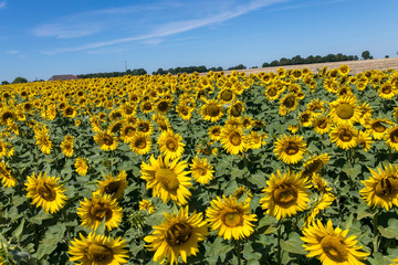 sunflower