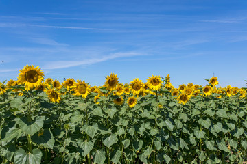 Sunflowers 