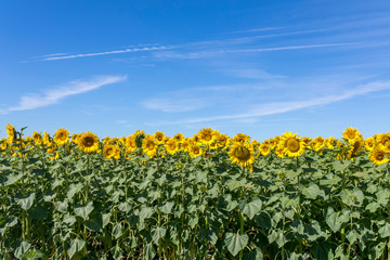 Sunflowers 