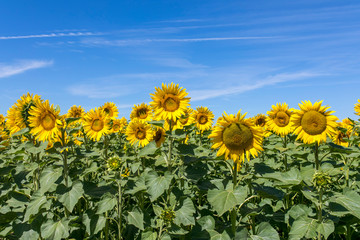 Sunflowers 