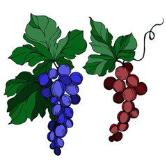 Vector Grape berry healthy food. Black and white engraved ink art. Isolated grapes illustration element.