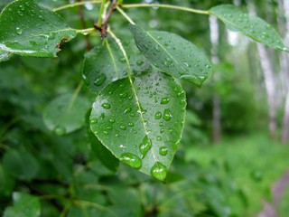 Droplets