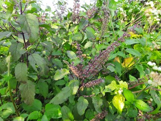 Seeds and leaves of black Basil.   Hindus use its leaves in worship.  It is also a quality medicine.  Its leaf is used in many diseases.  Tulsi is found in every home in India.  And it is worshiped.