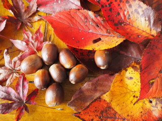紅葉狩り