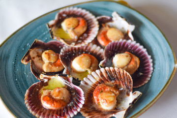 Scallops from the Cantabrian Sea with olive oil and salt in a blue plate. Spanish tapas. North of Spain. Zamburiñas