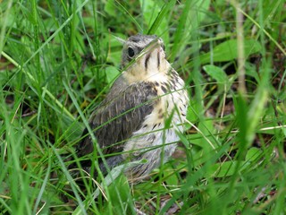 Bird