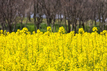 Obraz premium 菜の花畑