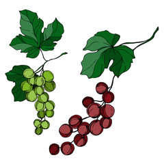 Fototapeta premium Vector Grape berry healthy food. Black and white engraved ink art. Isolated grapes illustration element.