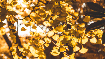 background autumn leaves in Japan