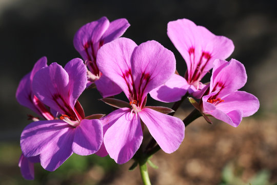 Geranie