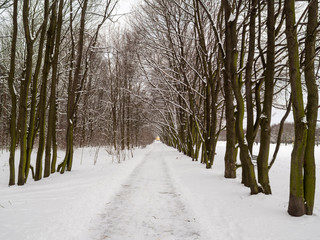 Perspective view of the snowy long path between trees