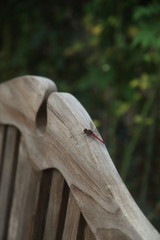 椅子にとまった赤とんぼ