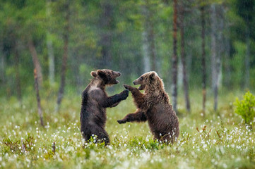 Two young brown bears are playing in a forest clearing with each other. It's raining. Summer....