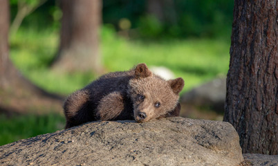 Little bear is lying on a large stone in the forest. White Nights. Summer. Finland.