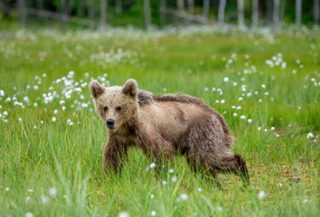 Fototapeta na wymiar Brown bear in a forest glade surrounded by white flowers. White Nights. Summer. Finland.