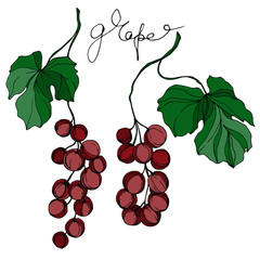 Vector Grape berry healthy food. Black and white engraved ink art. Isolated grapes illustration element.