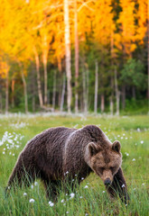 Brown bear in a clearing against the backdrop of a stunning forest with sunset. Orange paint treetops. Summer. Finland.