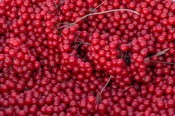Harvest of viburnum berries collected in November in the White Basin.