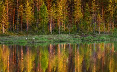 Trees in the forest stand on the edge of a forest lake with a clouding reflection and color. Awesome light at sunset. Summer. Finland.