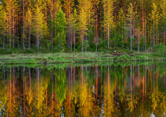 Trees in the forest stand on the edge of a forest lake with a clouding reflection and color. Awesome light at sunset. Summer. Finland.