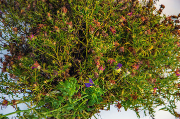 The last bouquet of flowers was collected in late November.