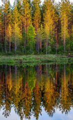 Trees in the forest stand on the edge of a forest lake with a clouding reflection and color. Awesome light at sunset. Summer. Finland.