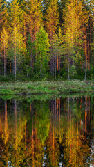Trees in the forest stand on the edge of a forest lake with a clouding reflection and color. Awesome light at sunset. Summer. Finland.