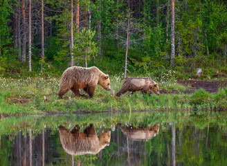 She-bear with a cub bear walks along the edge of a forest lake with a stunning reflection. Summer. Finland. © gudkovandrey