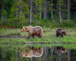 She-bear with a cubs bear walks along the edge of a forest lake with a stunning reflection. Summer. Finland. © gudkovandrey