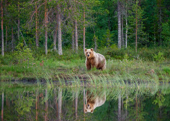 Brown bear is standing on the edge of a forest lake with a stunning reflection. White Nights. © gudkovandrey