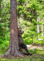 Little bear in the forest in its habitat. White Nights. Summer. Finland.