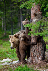 She-bear with cubs in a forest glade. White Nights. Summer. Finland. © gudkovandrey