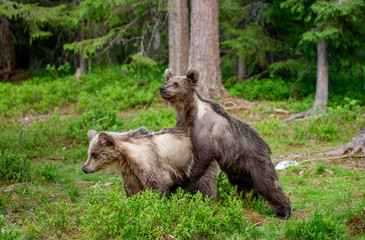Two young brown bears are playing in a forest clearing with each other.. Summer. Finland.
