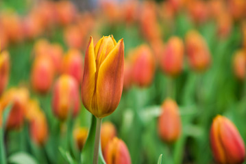 Beautiful Orange tulip flower.Blooming colorful tulip flowers in garden as floral background